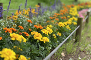 千波湖の花壇♪色とりどり♪