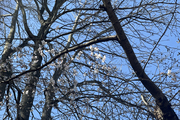 水戸市も桜が開花しましたね♪