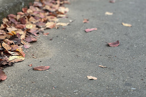 秋の散歩道