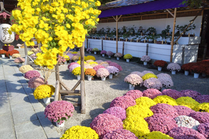 笠間の菊祭り